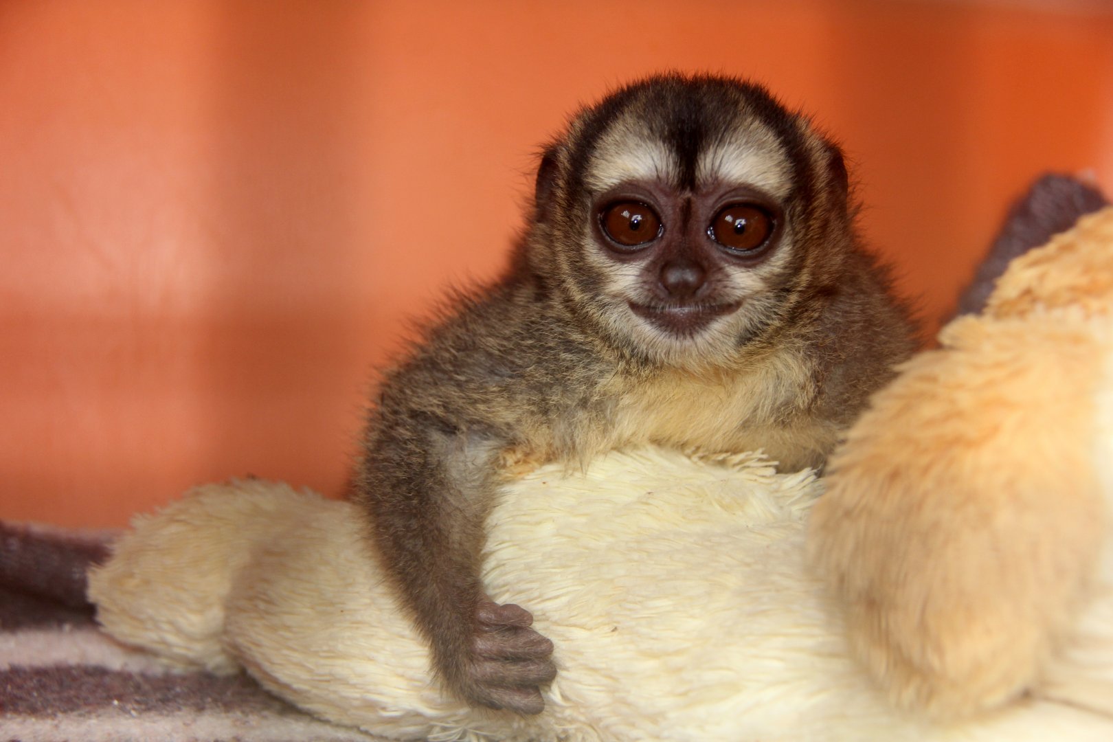 Brumback's night monkey (Aotus brumbacki)