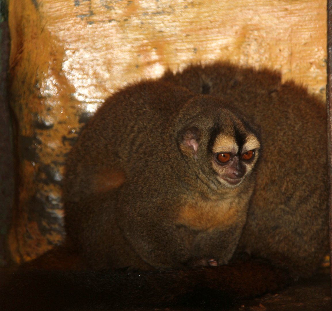 Brumback's night monkey (Aotus brumbacki)