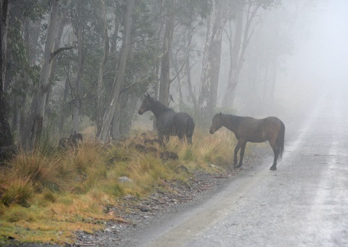Brumbys (Feral horses).