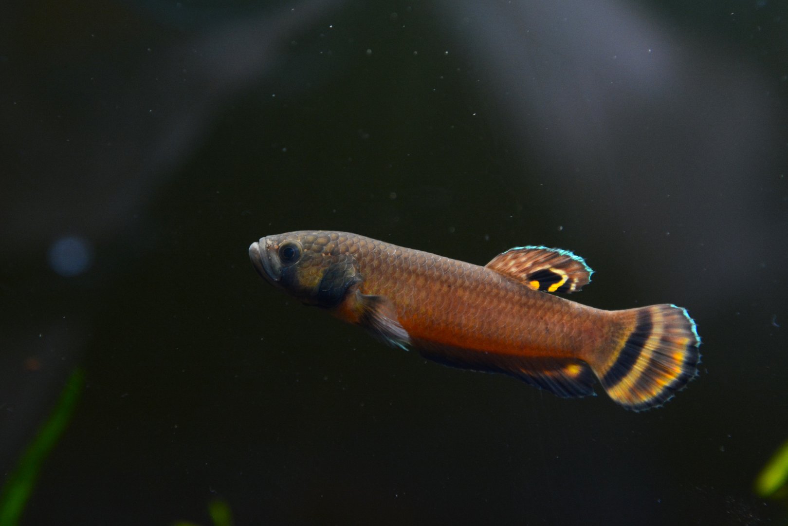 Brunei beauty betta (Betta macrostoma)