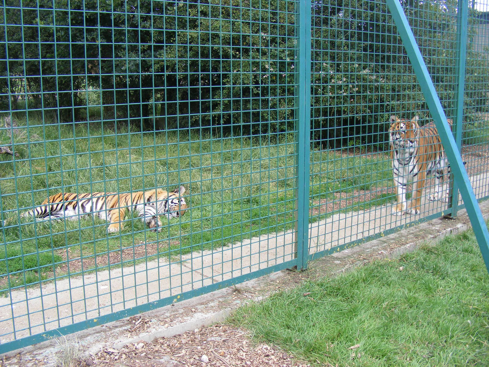 Bruno and Padmini the tigers at WHF, 3 July 2011