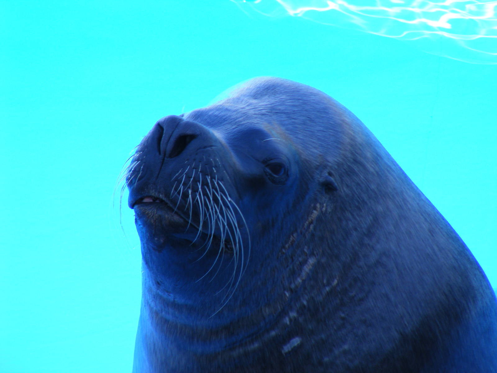 Bruno the Californian sea lion at Selwo Marina, 2 May 2009