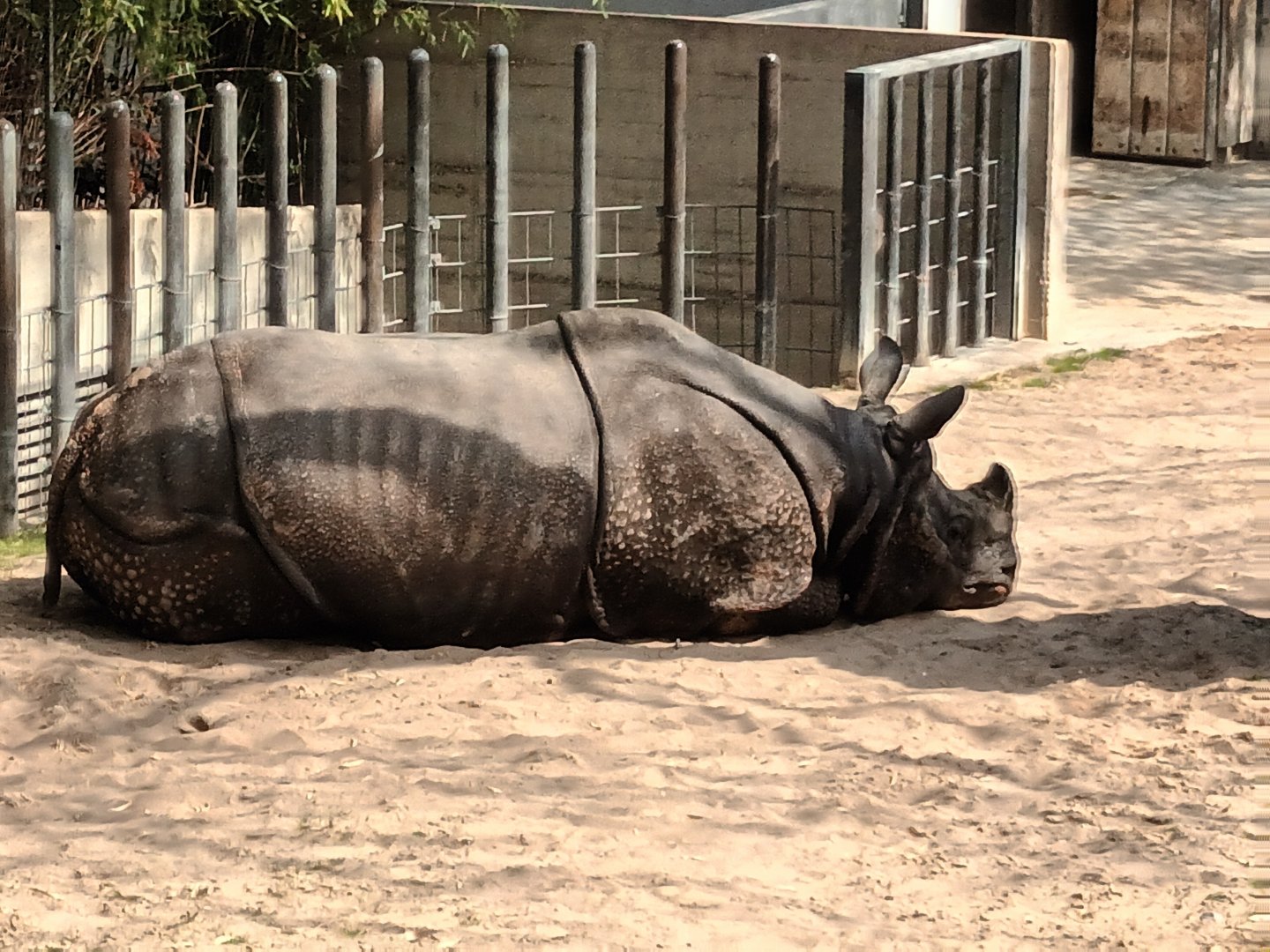 Bruno the Indian Rhino