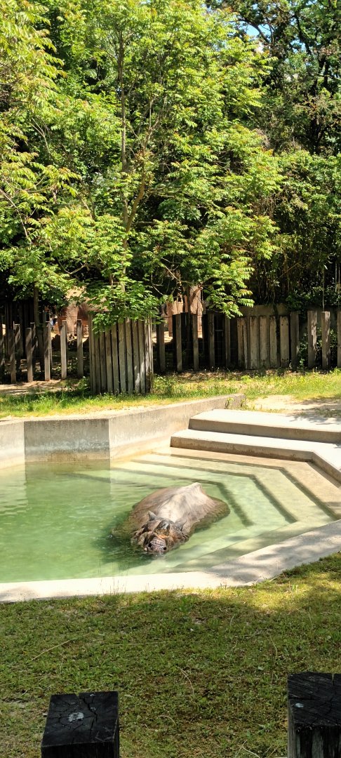 Bruno the Indian Rhinoceros