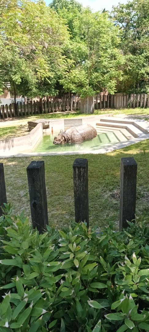 Bruno the Indian Rhinoceros