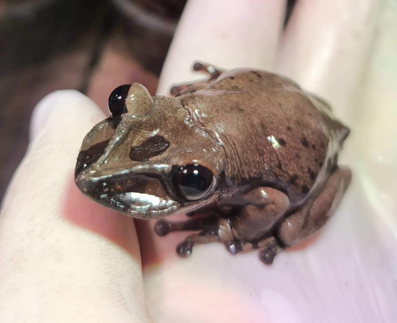 Bruno's casque-headed frog