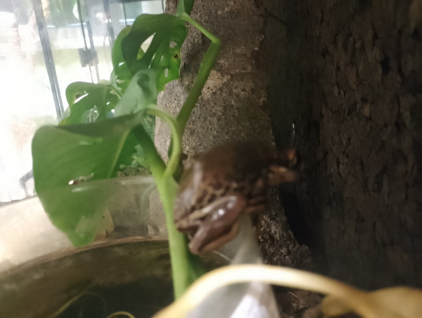 Bruno's casque-headed frog