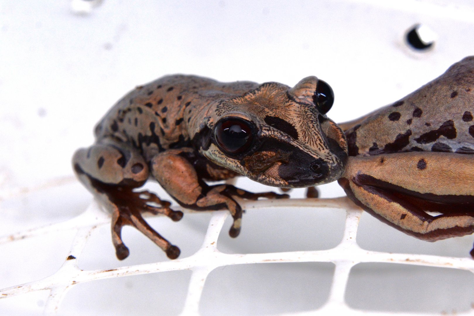 Bruno's Casque-headed Tree Frog (Aparasphenodon brunoi)