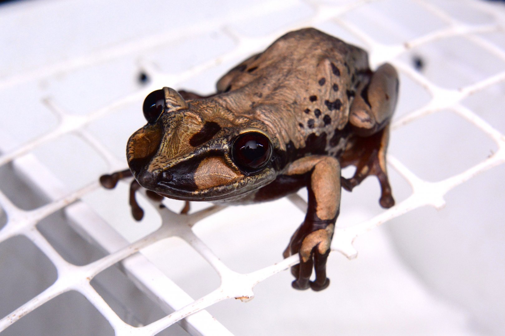 Bruno's Casque-headed Tree Frog (Aparasphenodon brunoi)