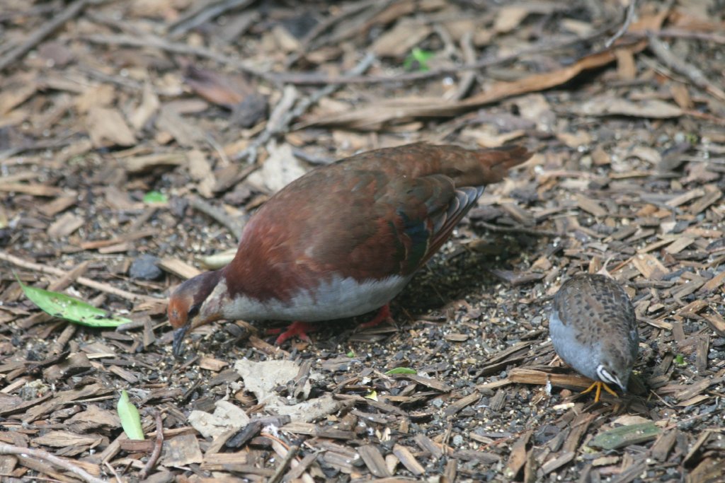 Brush Bronzewing and King Quail