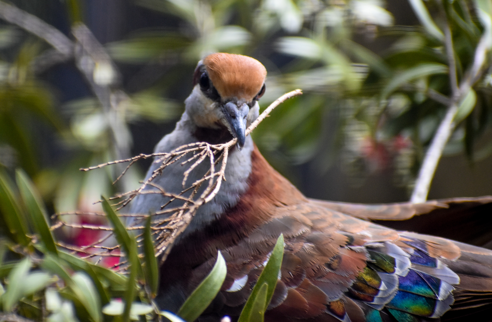 Brush Bronzewing building nest