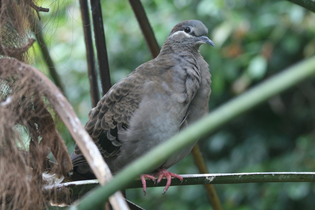 Brush Bronzewing - immature