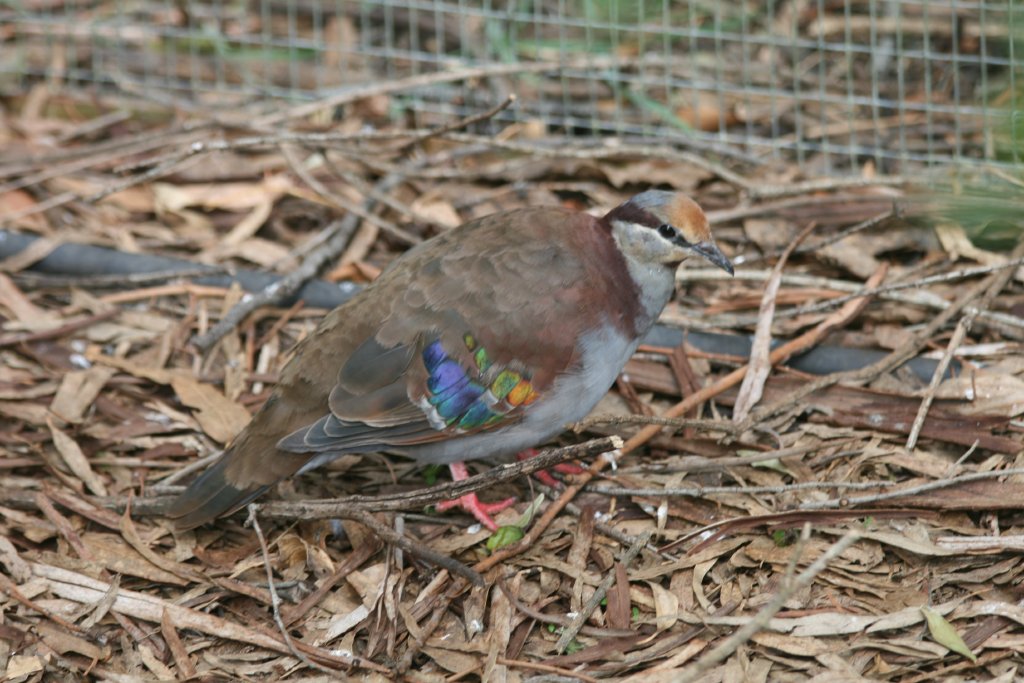 Brush Bronzewing male