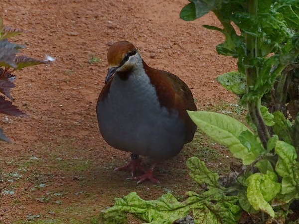 Brush bronzewing (Phaps elegans) (07/22)