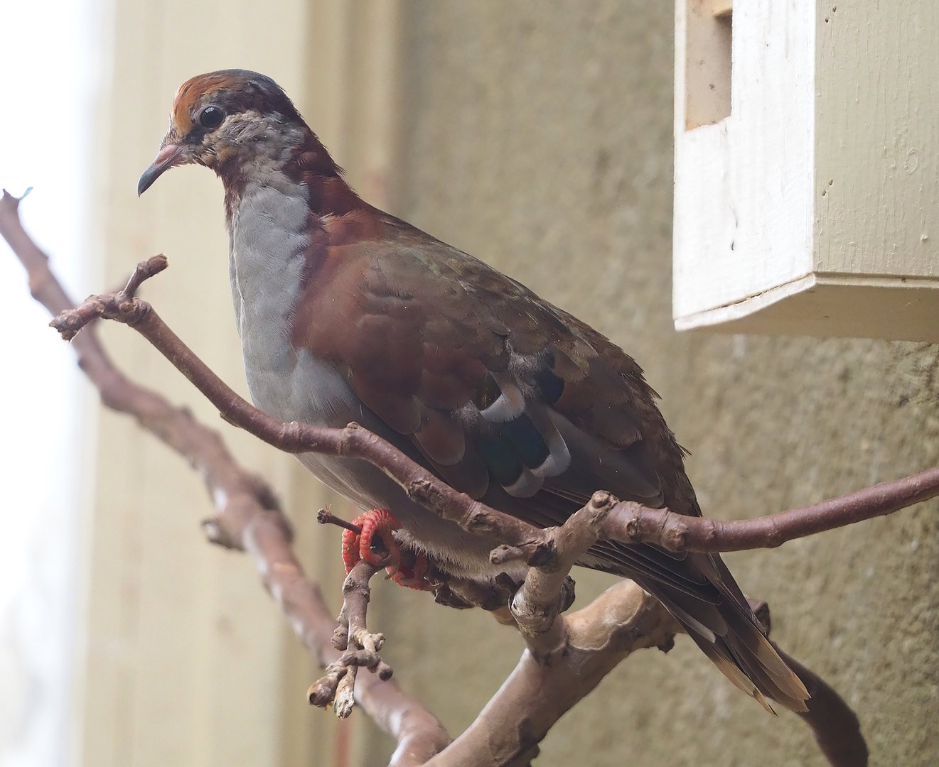 Brush bronzewing (Phaps elegans), 2022-08-16