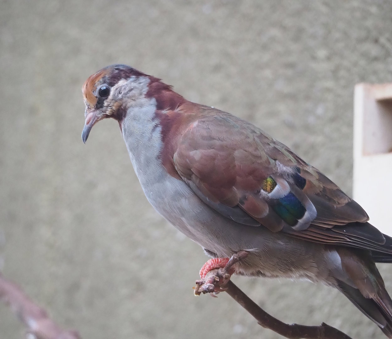 Brush bronzewing (Phaps elegans), 2022-08-16