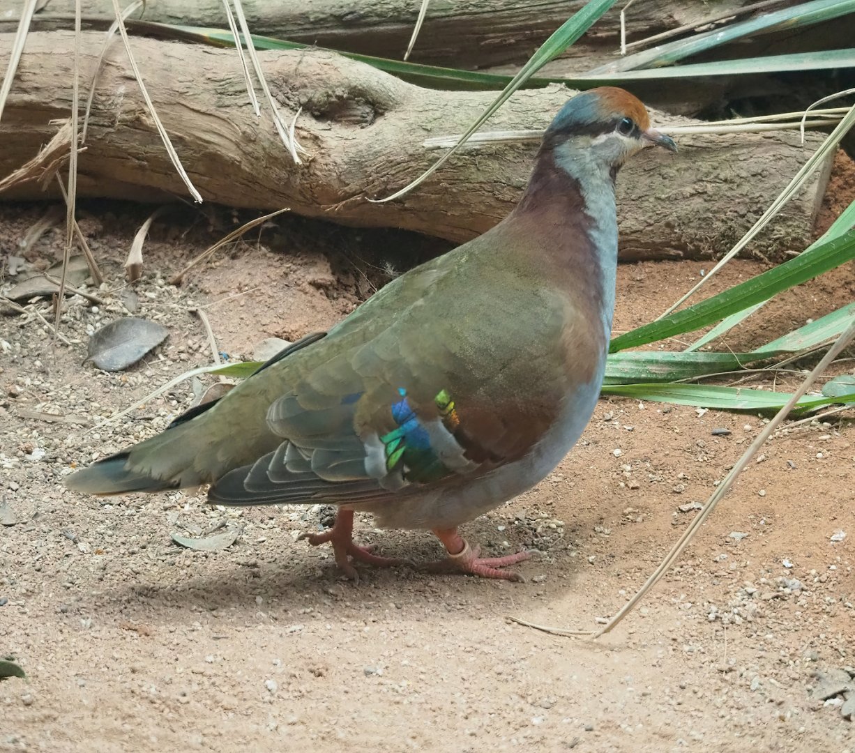Brush bronzewing (Phaps elegans), 2023-07-22