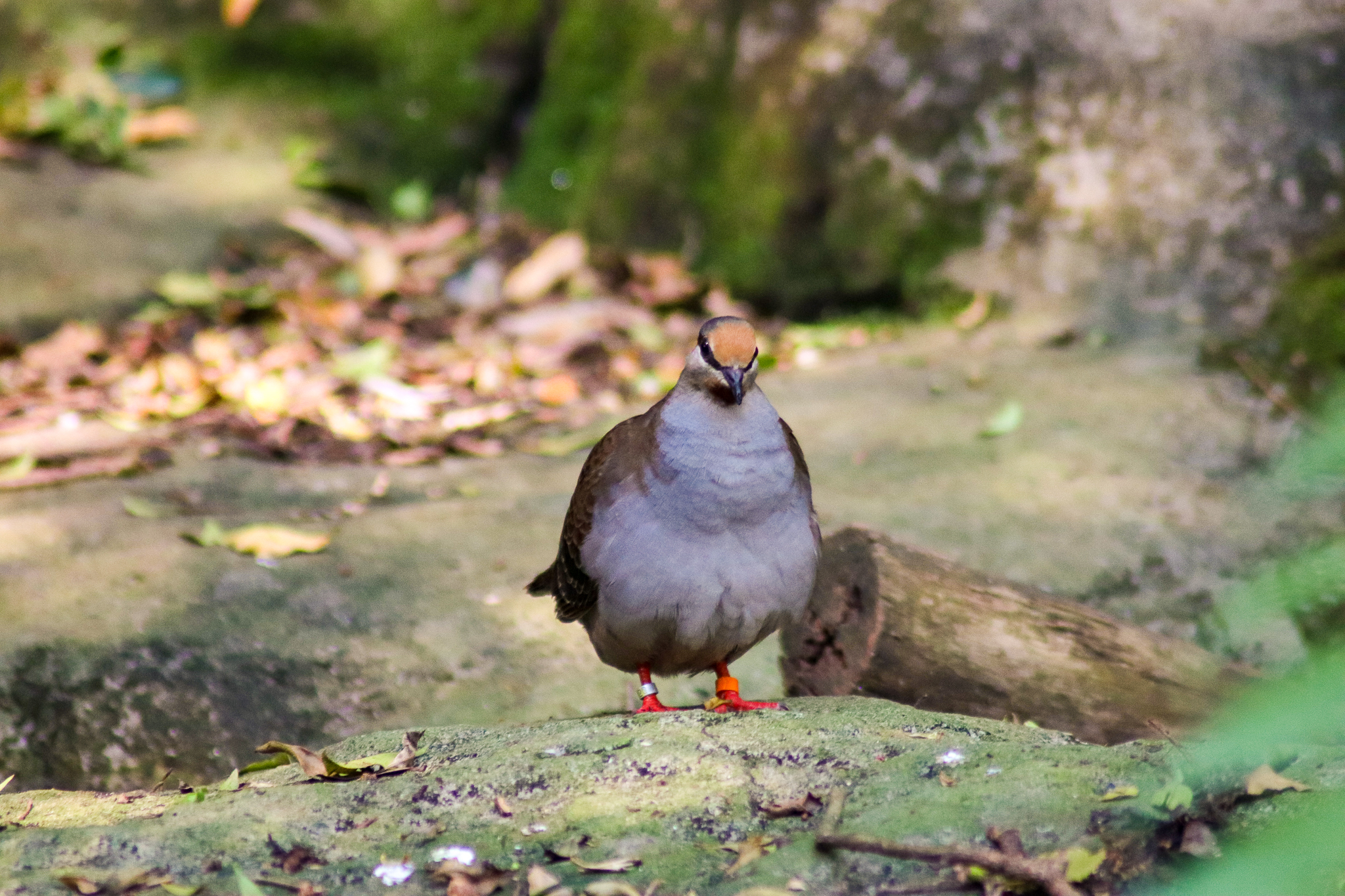 Brush Bronzewing (Phaps elegans) - December 2019