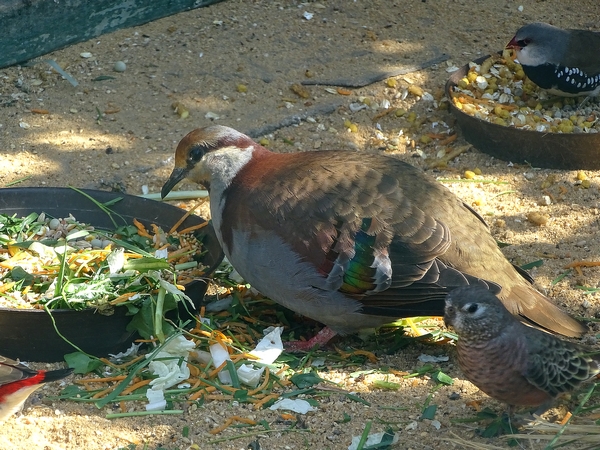 Brush bronzewing (Phaps elegans)