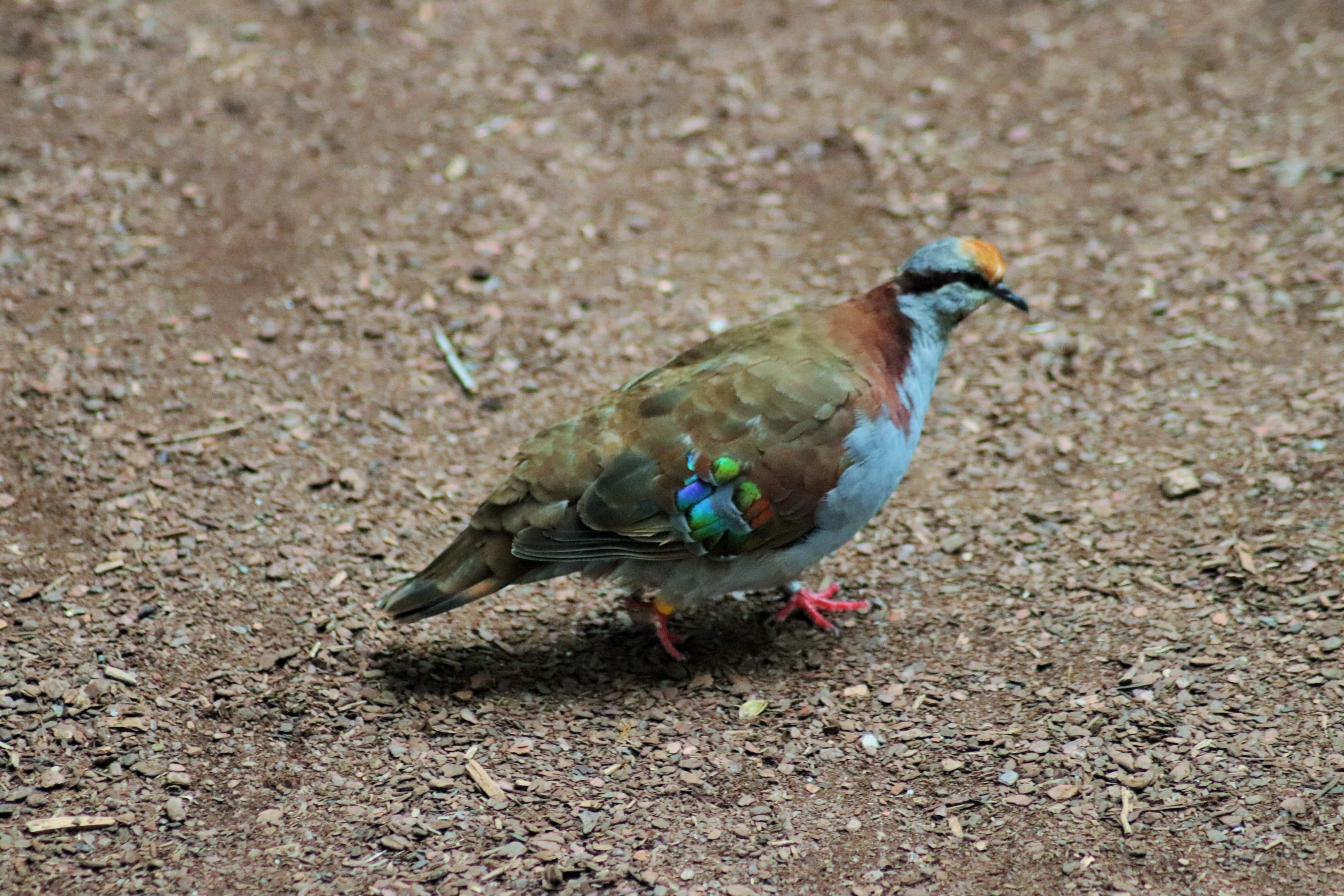 Brush Bronzewing (Phaps elegans)