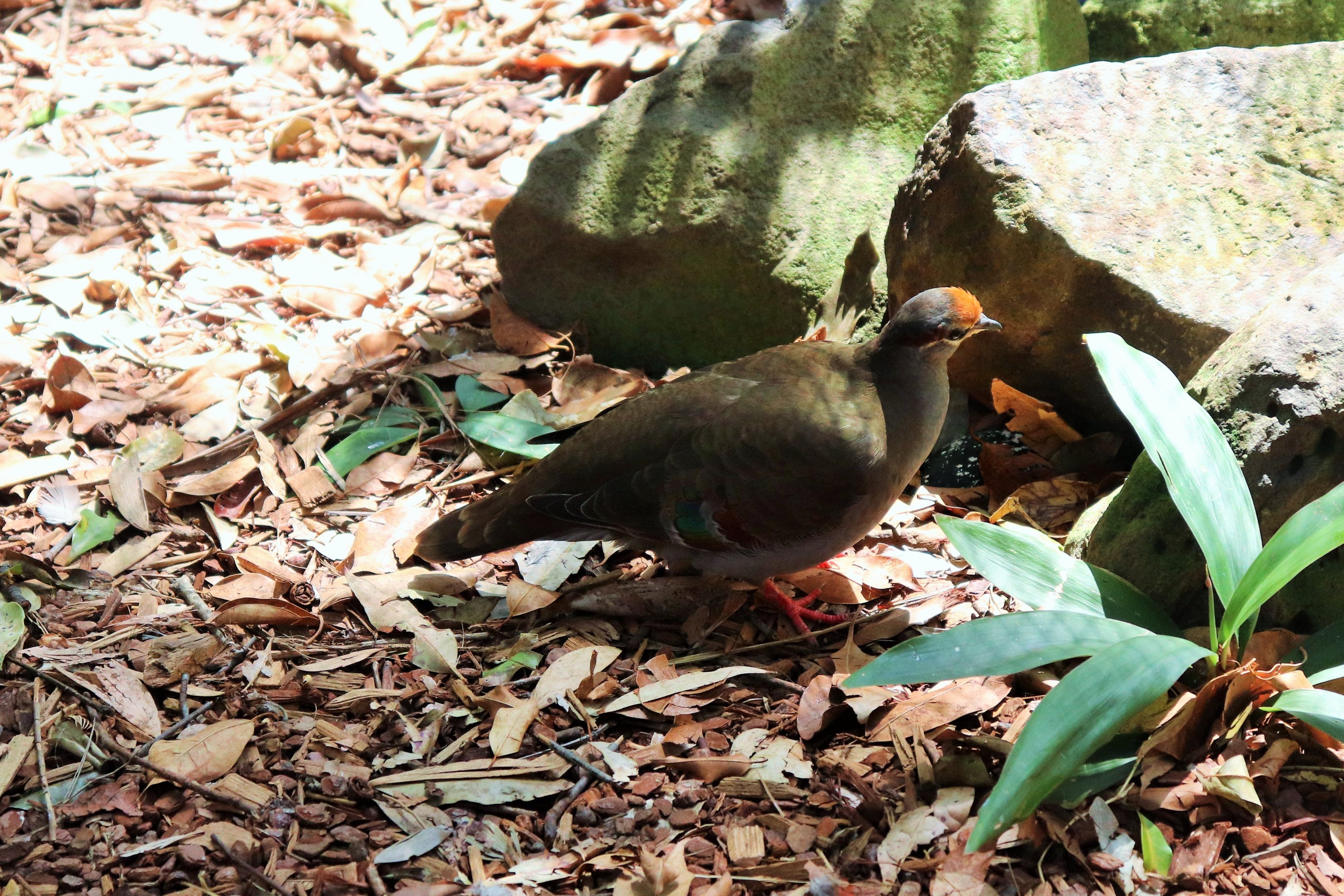 Brush Bronzewing (Phaps elegans)