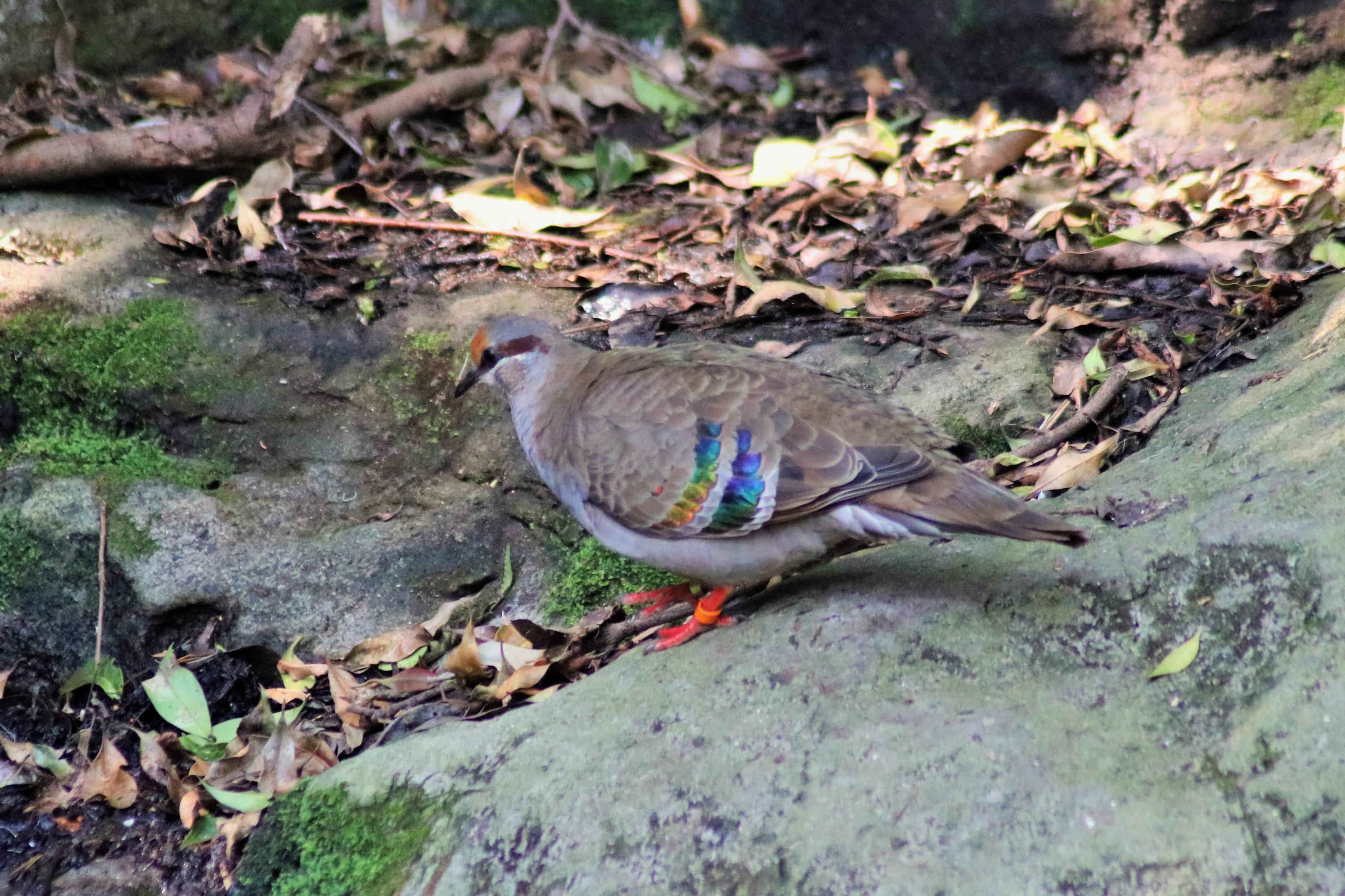 Brush Bronzewing (Phaps elegans)
