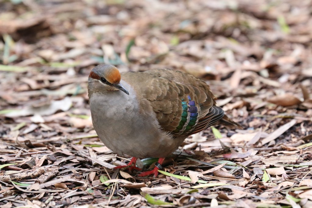 Brush Bronzewing