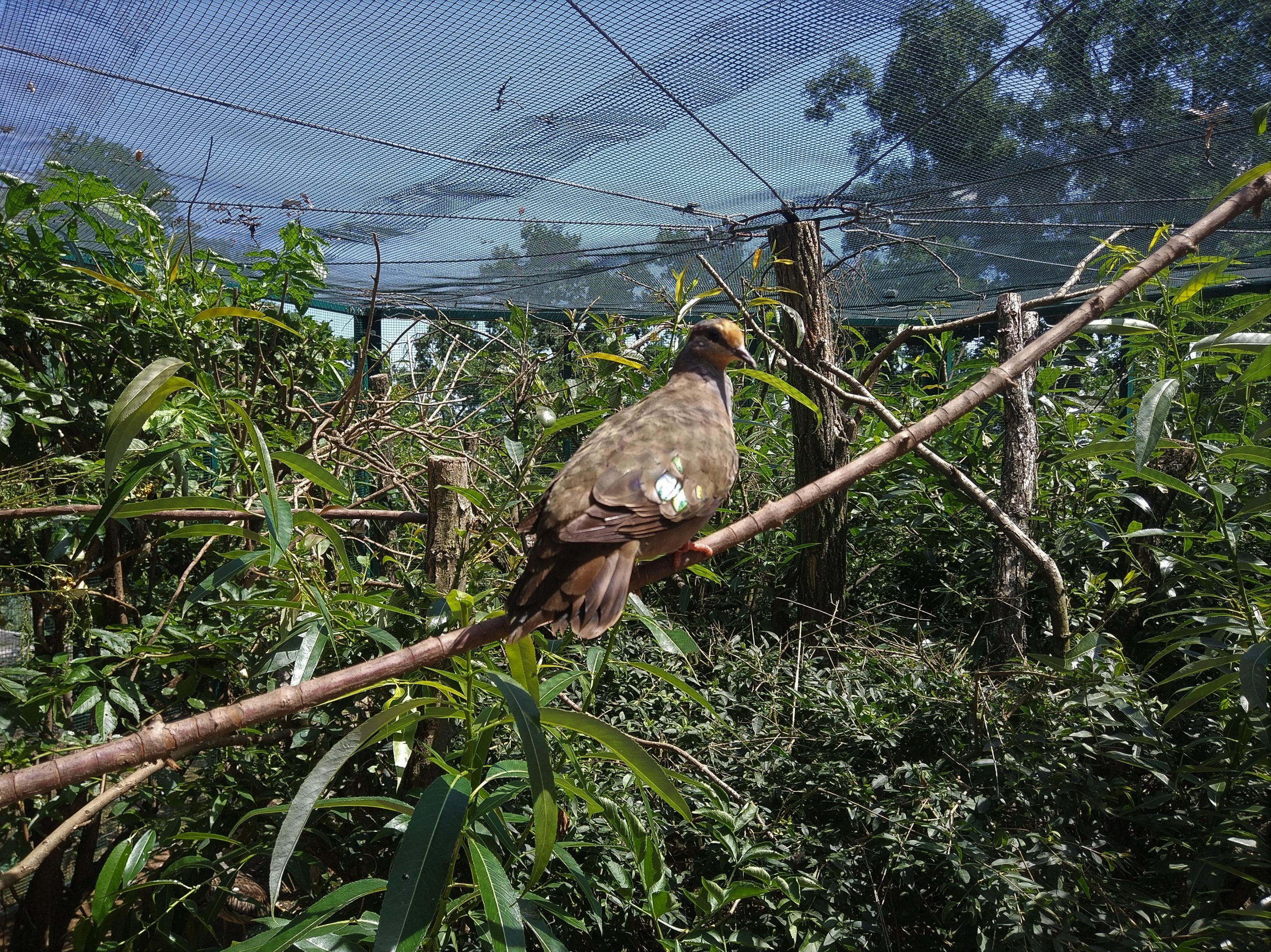 Brush Bronzewing