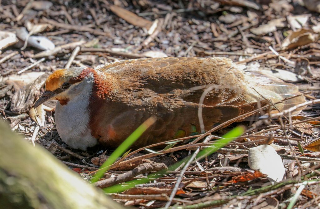 Brush Bronzewing