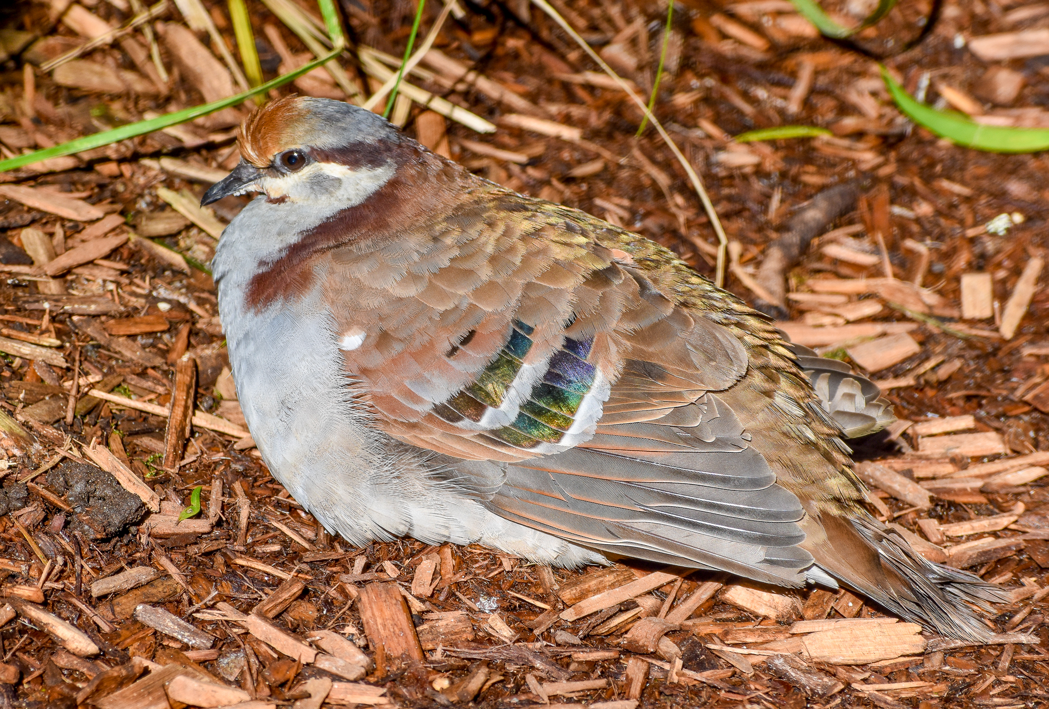 Brush Bronzewing