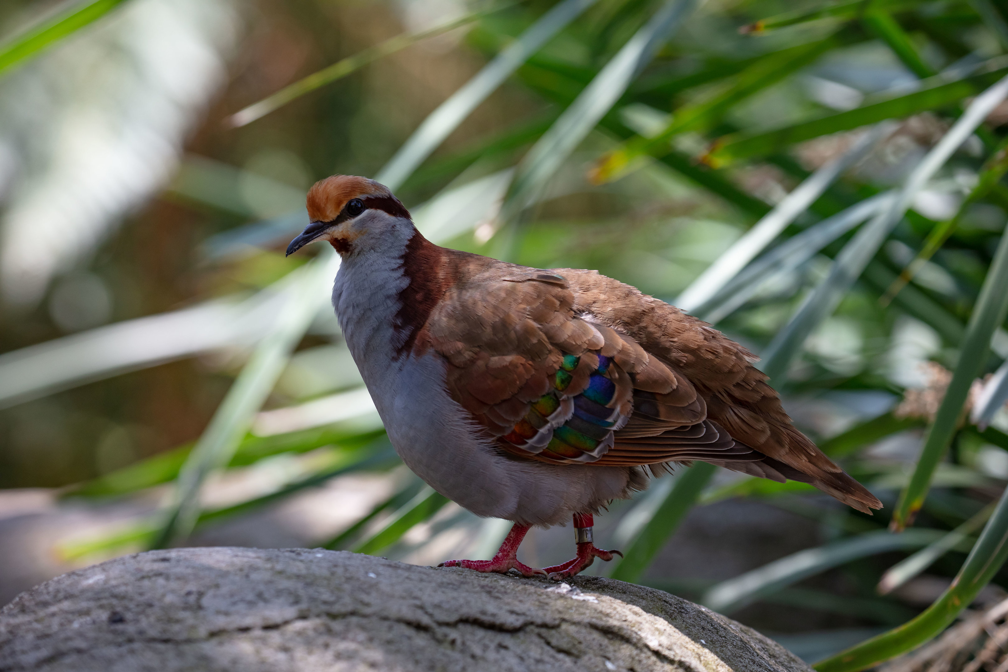 Brush Bronzewing