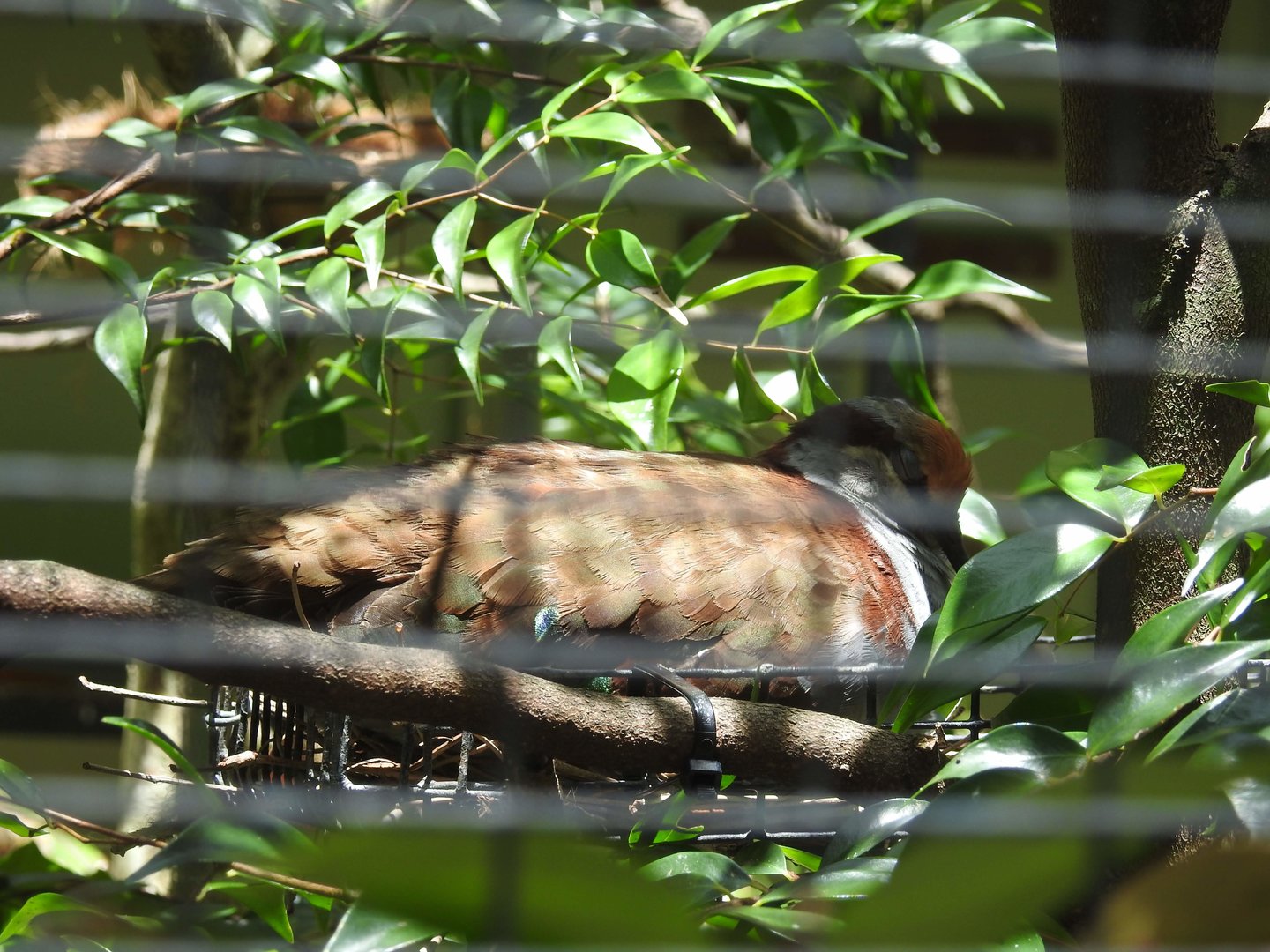 Brush Bronzewing