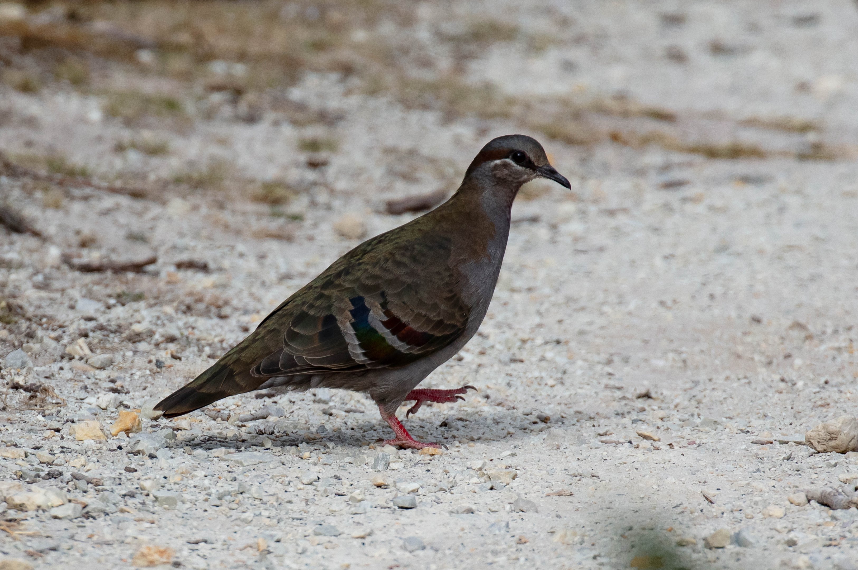Brush Bronzewing