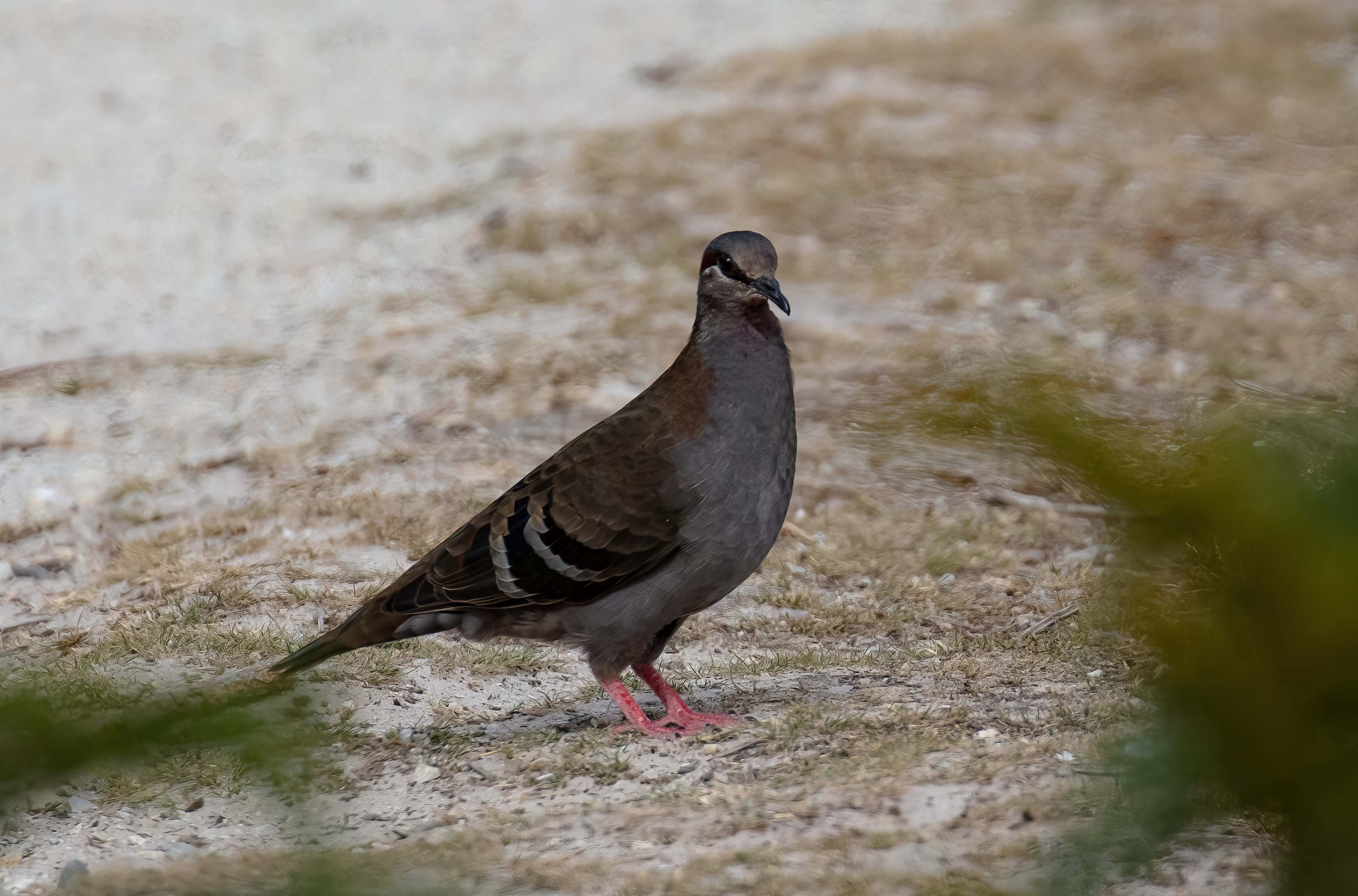 Brush Bronzewing
