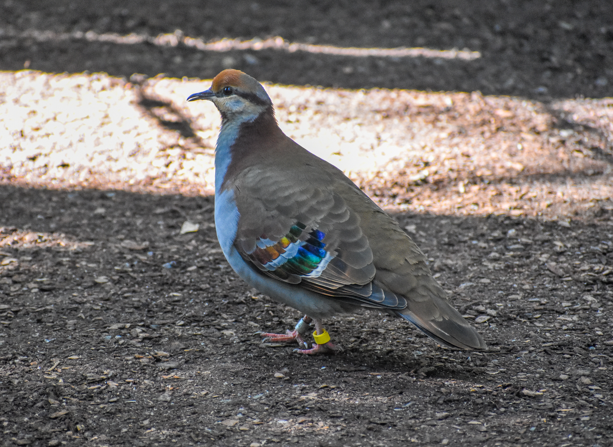 Brush Bronzewing