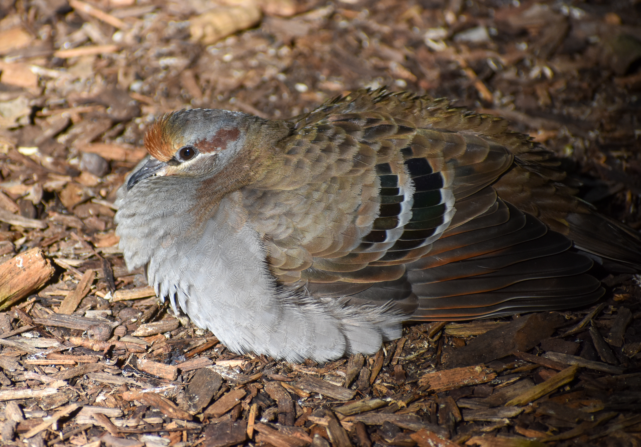 Brush Bronzewing