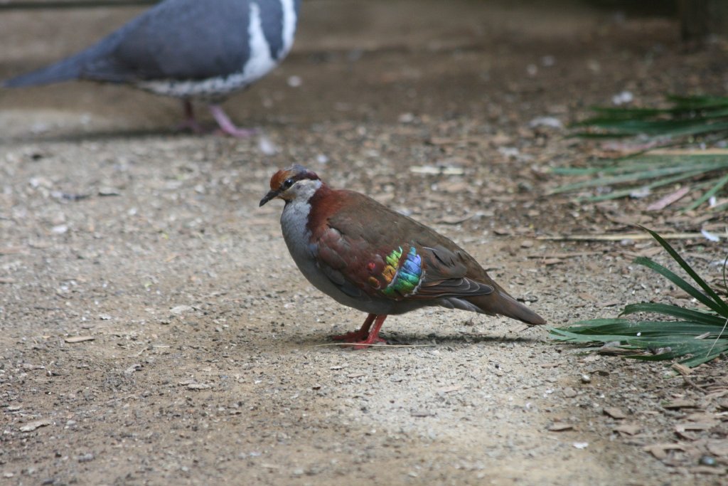 Brush Bronzewing