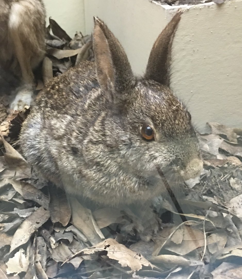 Brush rabbit (Sylvilagus bachmani bachmani)