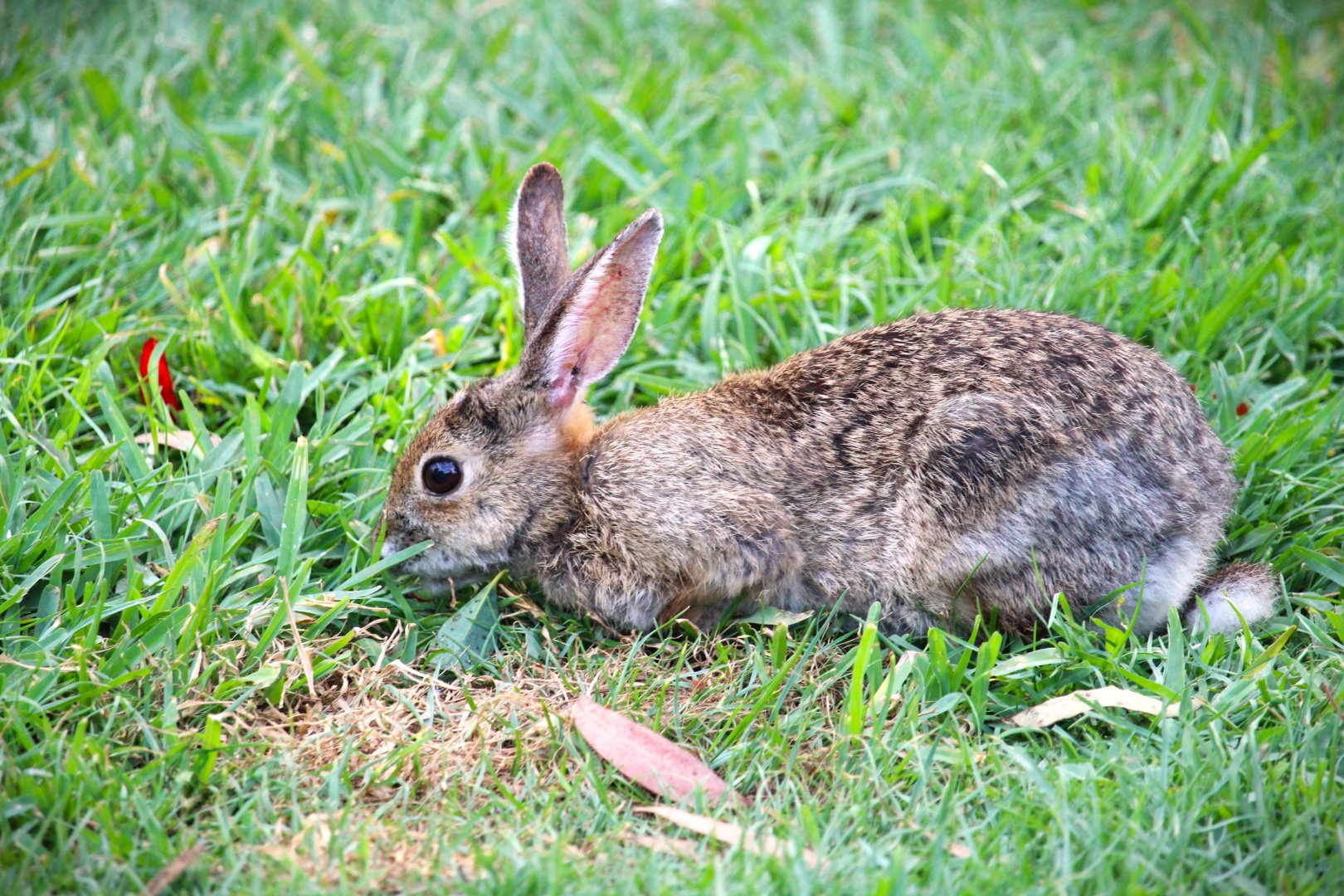 Brush Rabbit