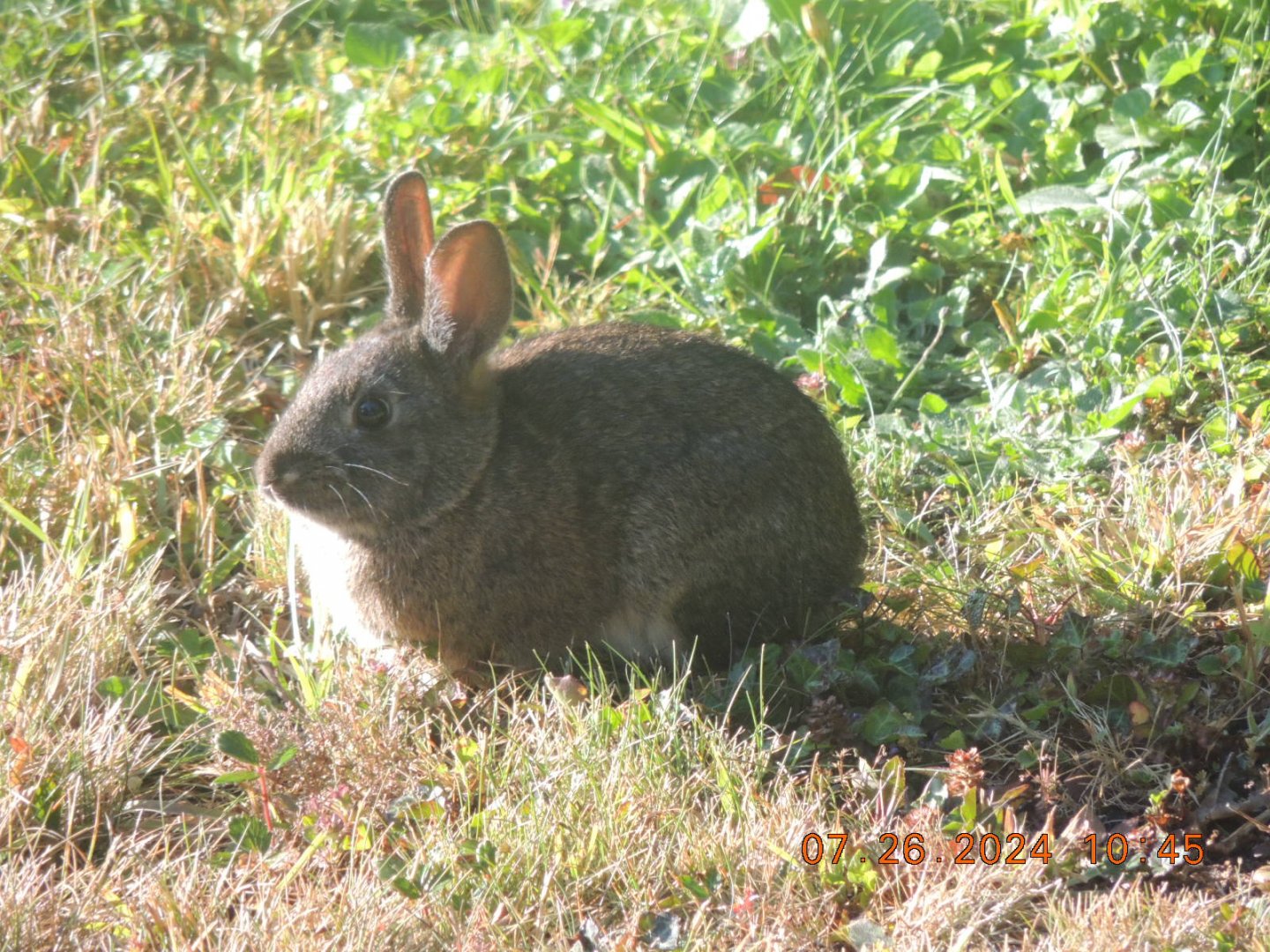 brush rabbit