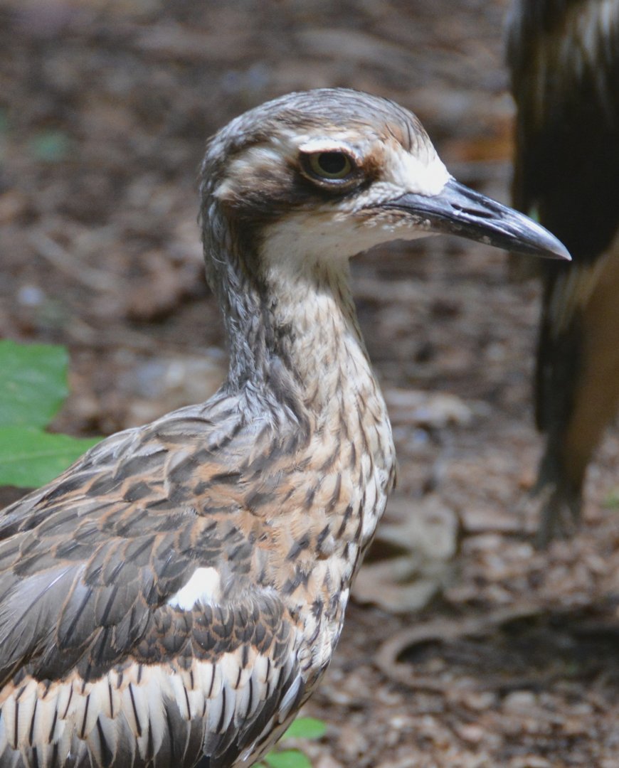 Brush stone-curlew