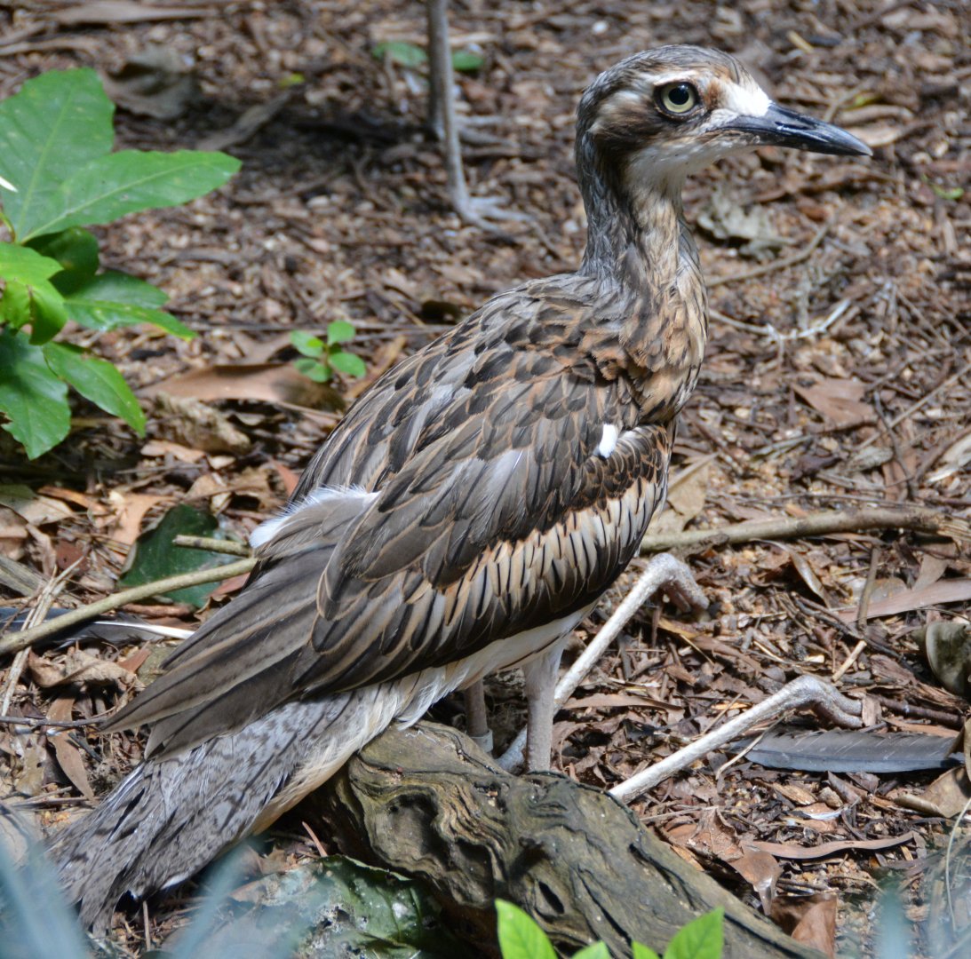 Brush stone-curlew2