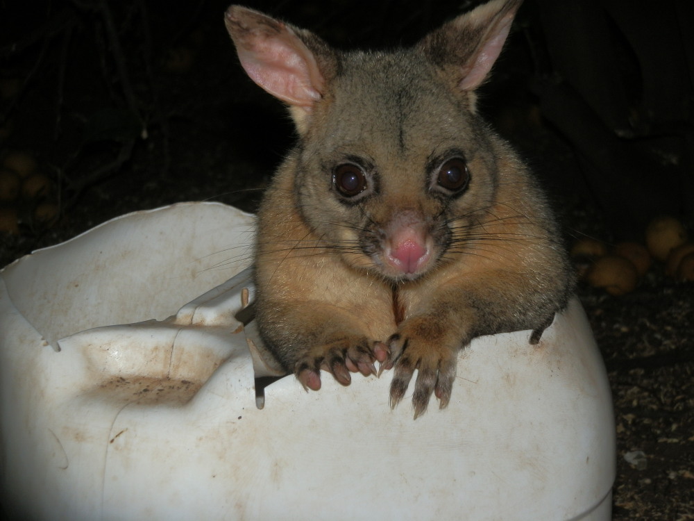 Brush Tail Possum