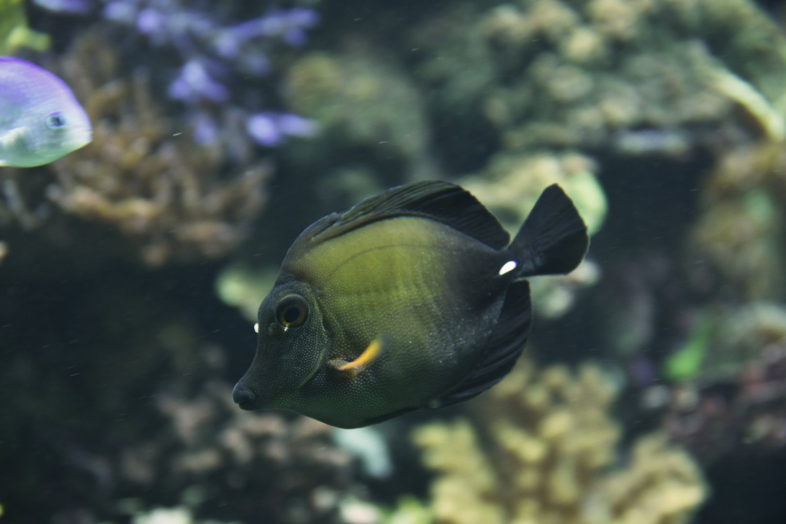 Brush-tail tang (Zebrasoma scopas)