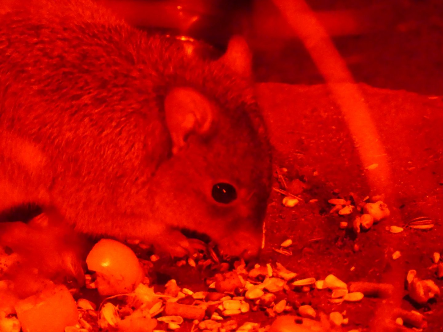 Brush Tailed Bettong - 21.10.24