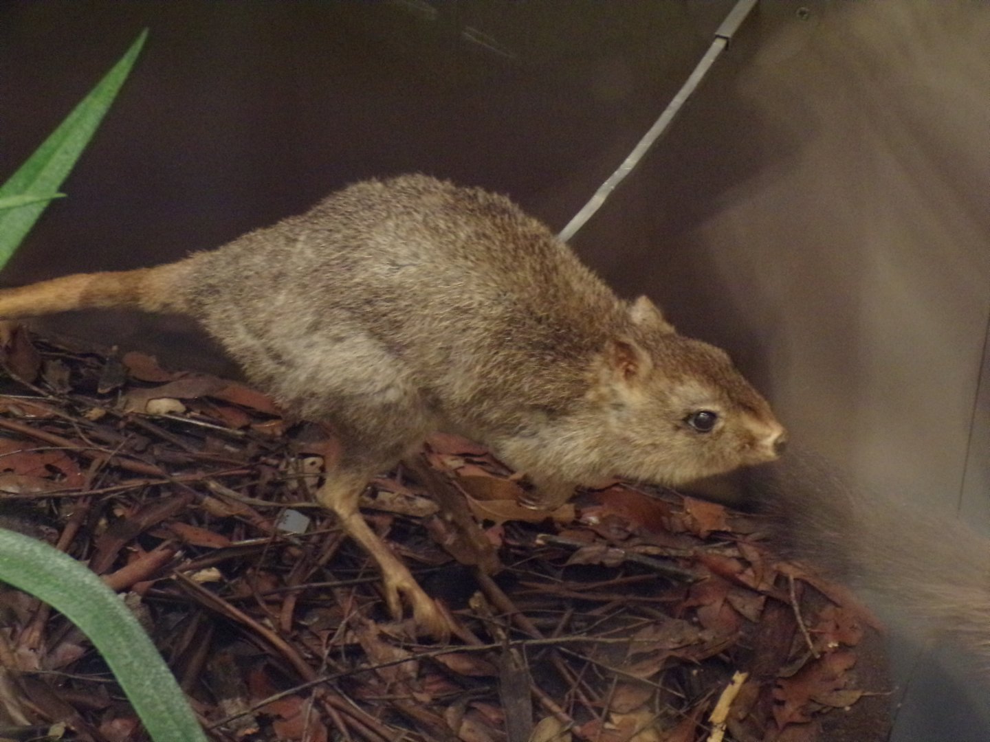 Brush-tailed bettong 26.8.23