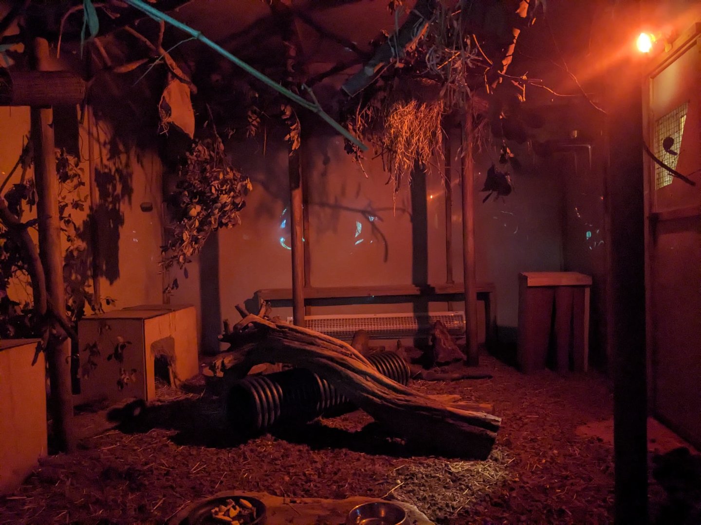 Brush-tailed Bettong and Grey Mouse Lemur enclosure.