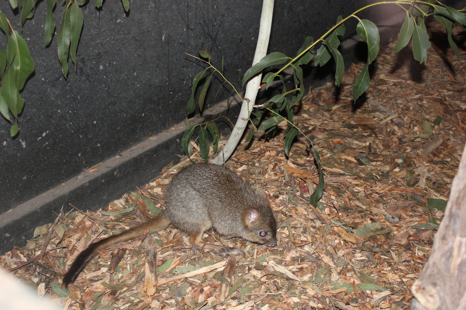 Brush-tailed Bettong (Bettongia penicillata)