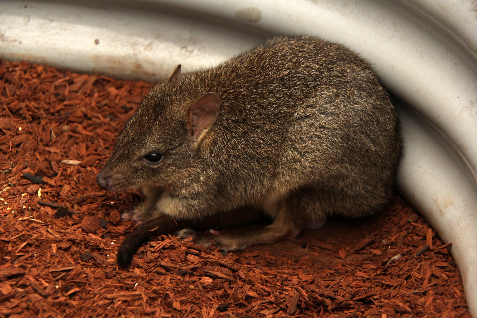 brush-tailed bettong (Bettongia penicillata)