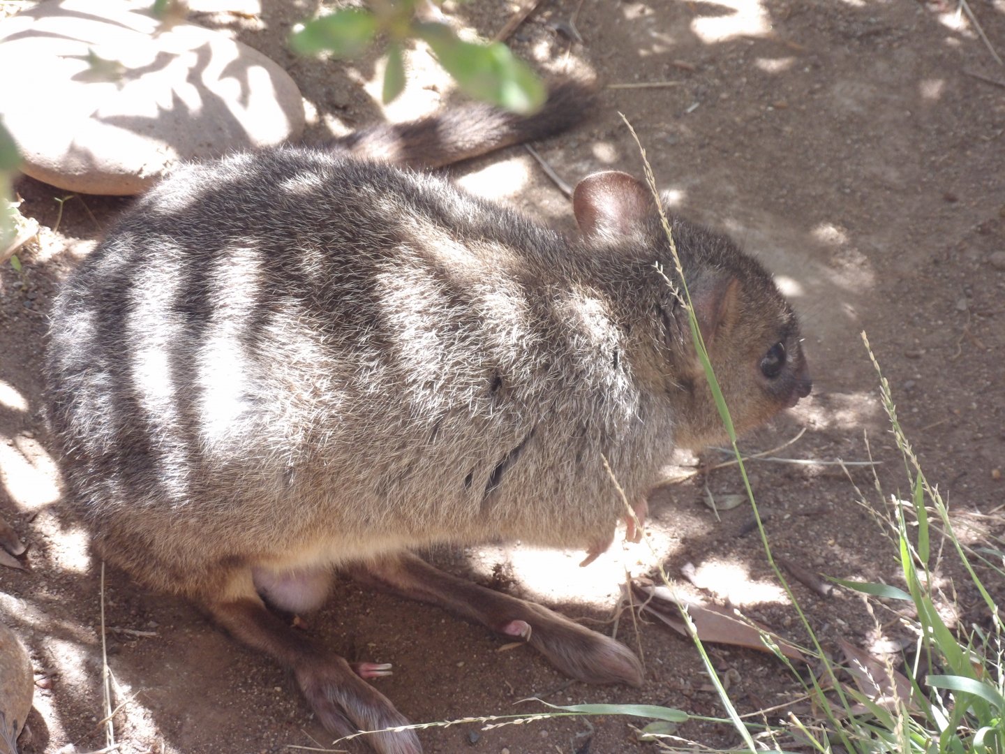 Brush-Tailed Bettong(Bettongia penicillata)